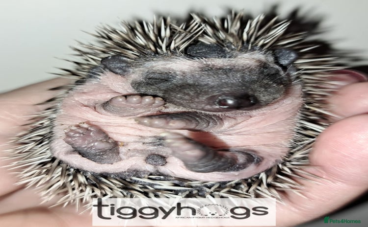 Pygmy Hedgehog rodents - Advert 3