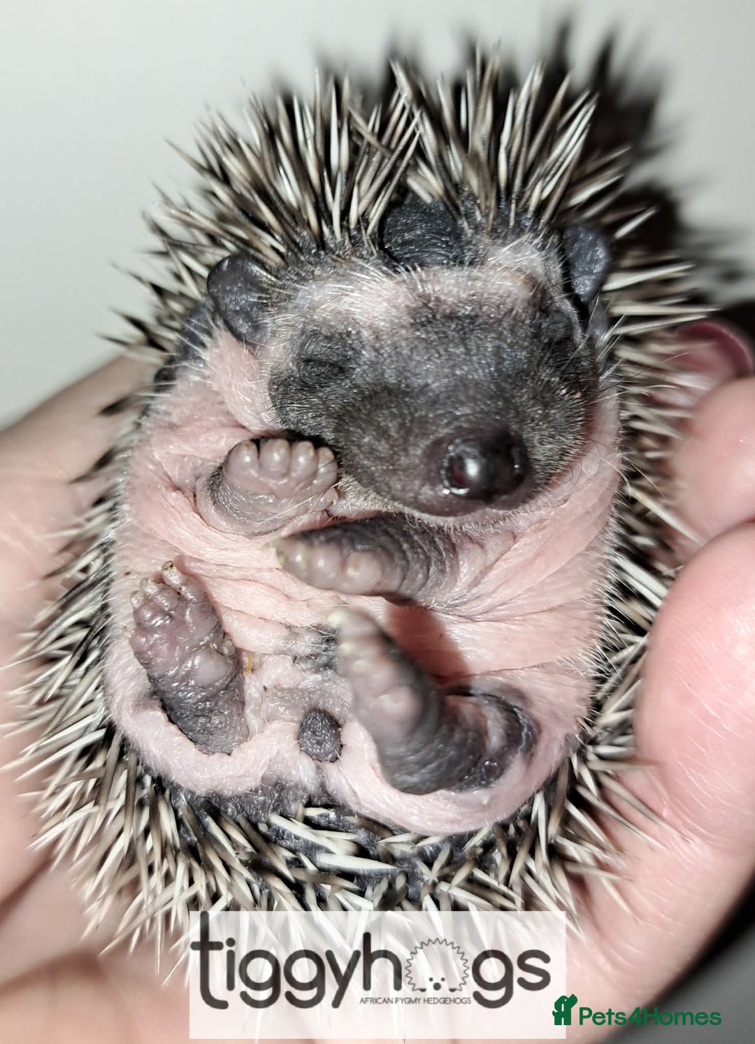 Pygmy Hedgehog rodents for sale: Hoglets available  - Image 1