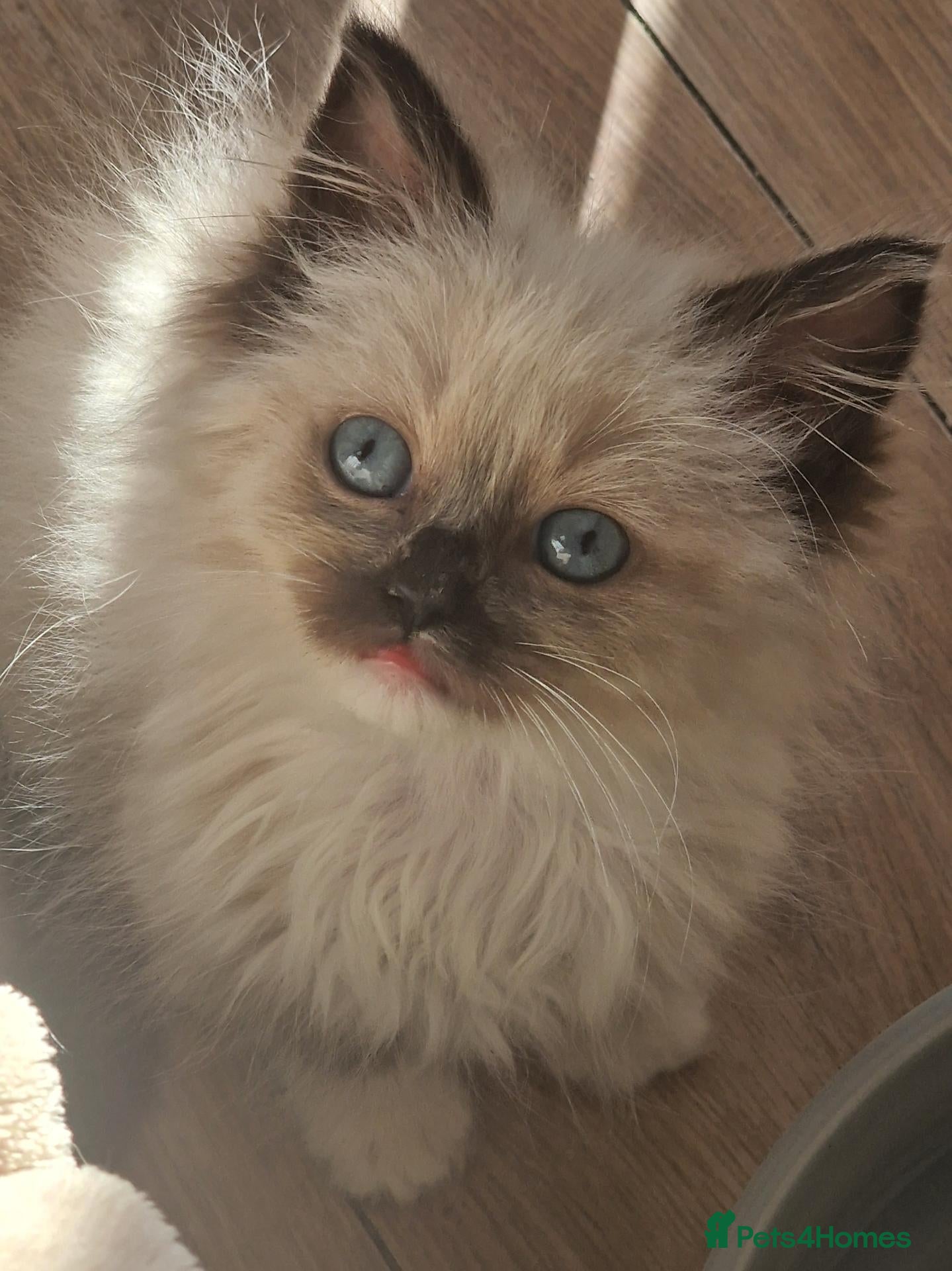 Ragdoll cats RAGDOLL KITTENS READY NOW  - Advert 13