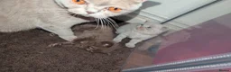 British Shorthair cats for sale: Pure British short hair kittens - Advert 7