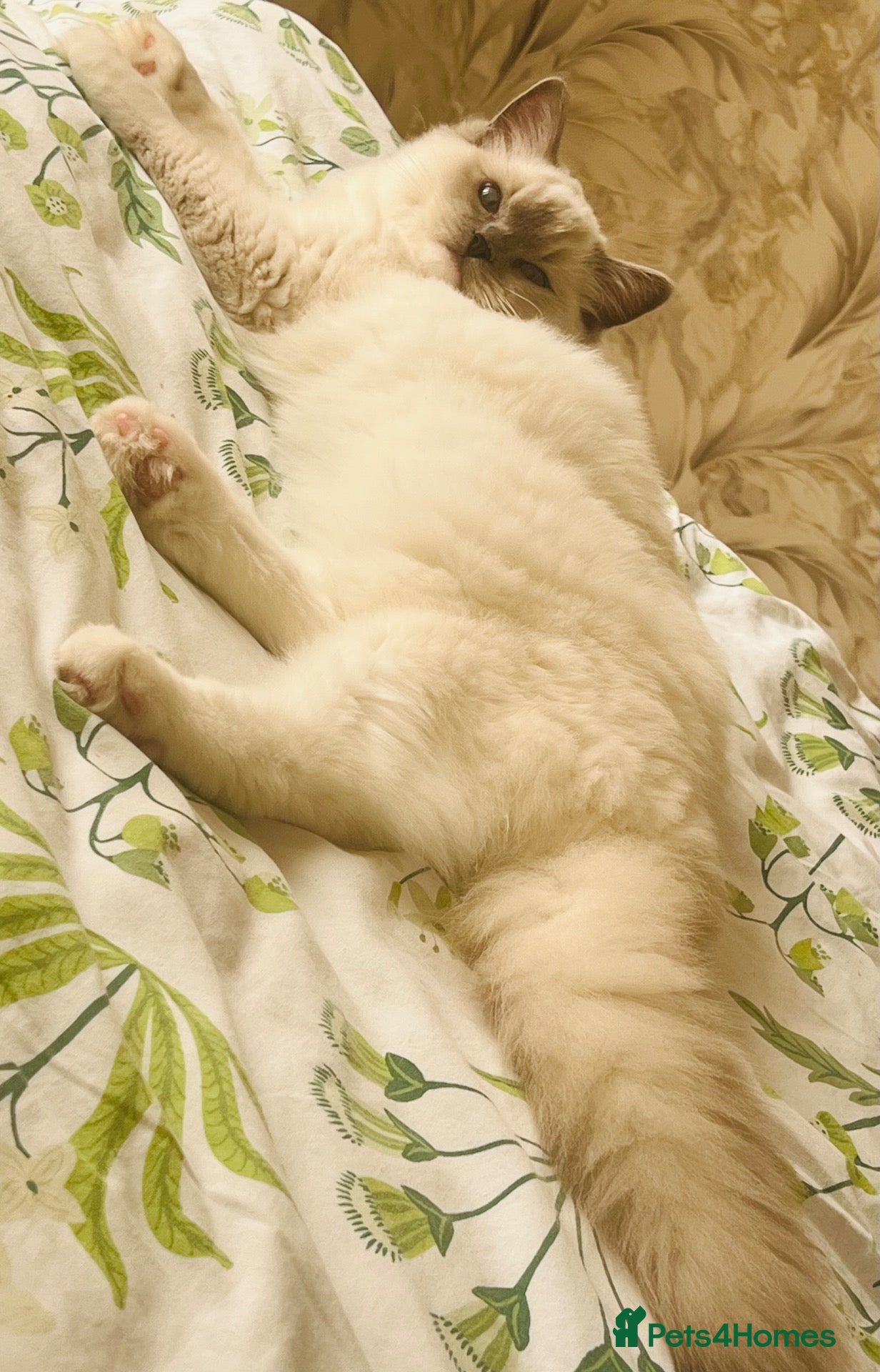 Ragdoll cats for sale: Simba- ragdoll pure breed/ Neutered  - Advert 11
