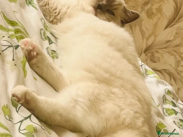 Ragdoll cats for sale: Simba- ragdoll pure breed/ Neutered - Advert 11