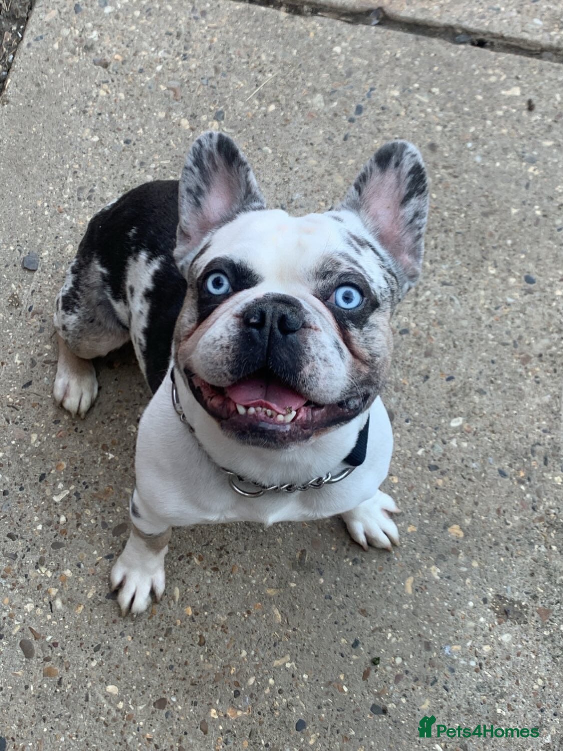 French Bulldog dogs !!REDUCED!! koitastic- blue & tan husky koi - Advert 15