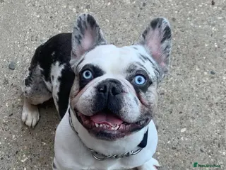 French Bulldog dogs !!REDUCED!! koitastic- blue & tan husky koi - Advert 15