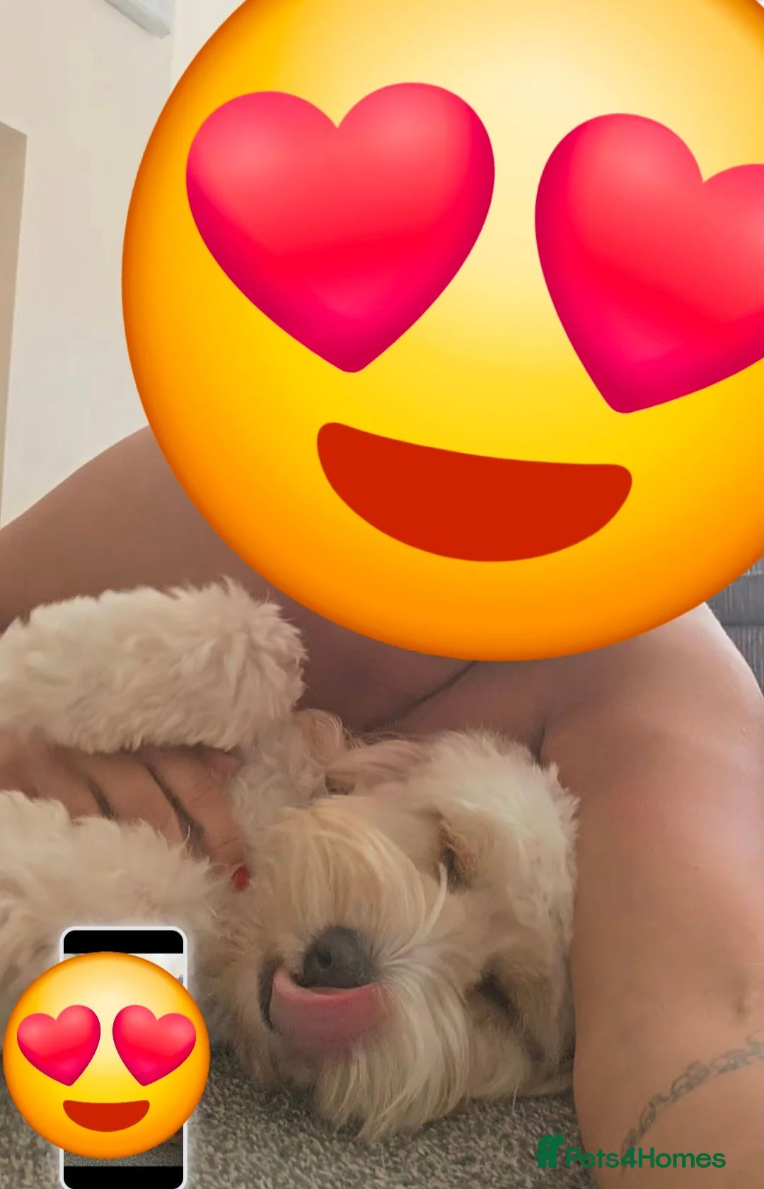 Cockapoo dogs for sale: 🐾 Loving Home Wanted for Our Puppy 🐾 Cockapoo  in Margate - Advert 2