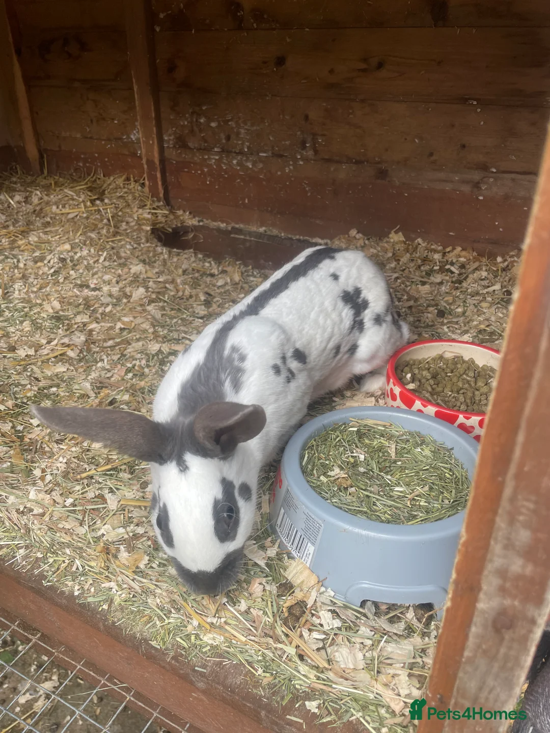 Mixed Breed rabbits for sale: old English doe 1 year old  - Advert 2