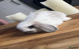 Mini Lop rabbits for sale: Mini lop rabbits  - Image 3