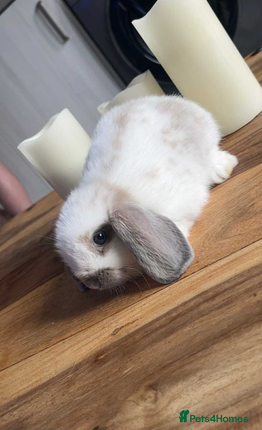 Mini Lop rabbits for sale: Mini lop rabbits  - Image 3