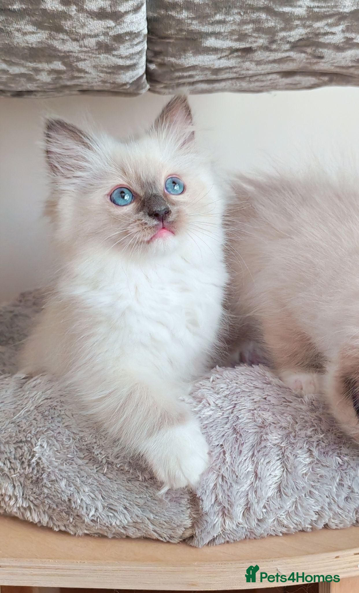 Ragdoll cats Raised with Love, looking for forever homes 🏠❤️ - Advert 6