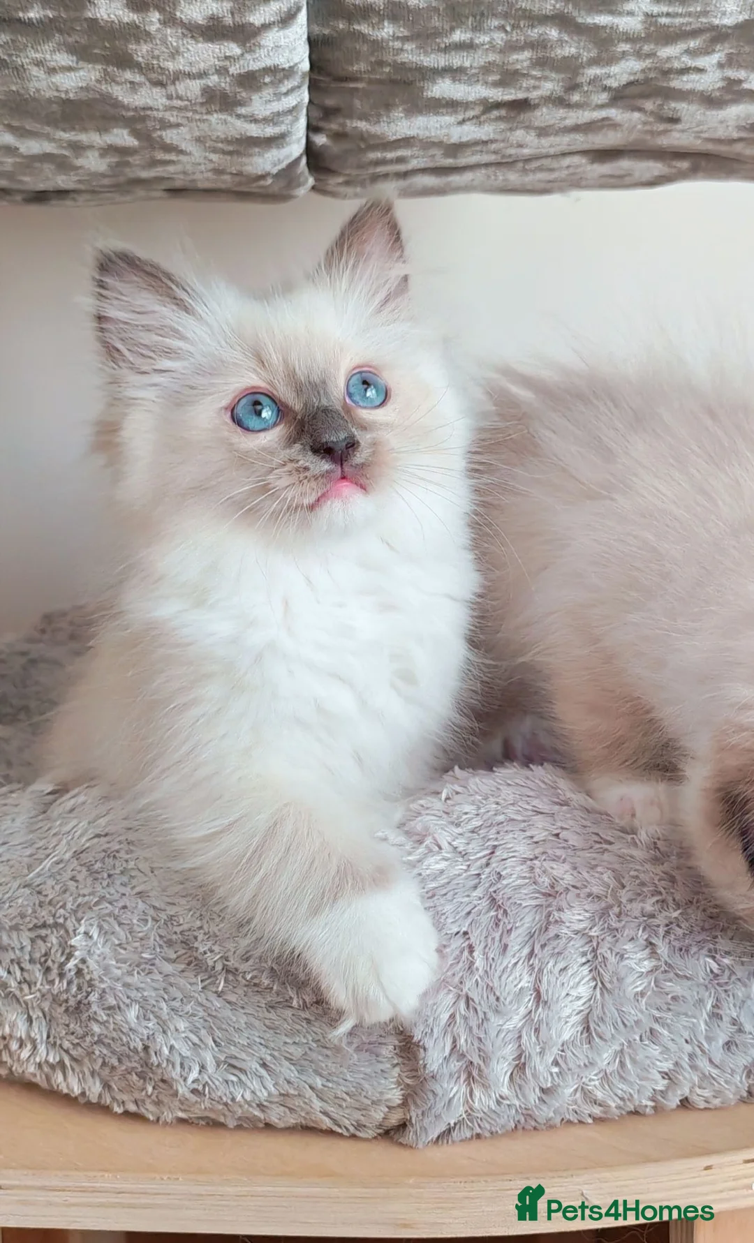 Ragdoll cats for sale: Raised with Love, looking for forever homes 🏠❤️ - Advert 2