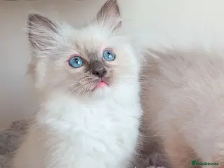 Ragdoll cats Raised with Love, looking for forever homes 🏠❤️ - Advert 6