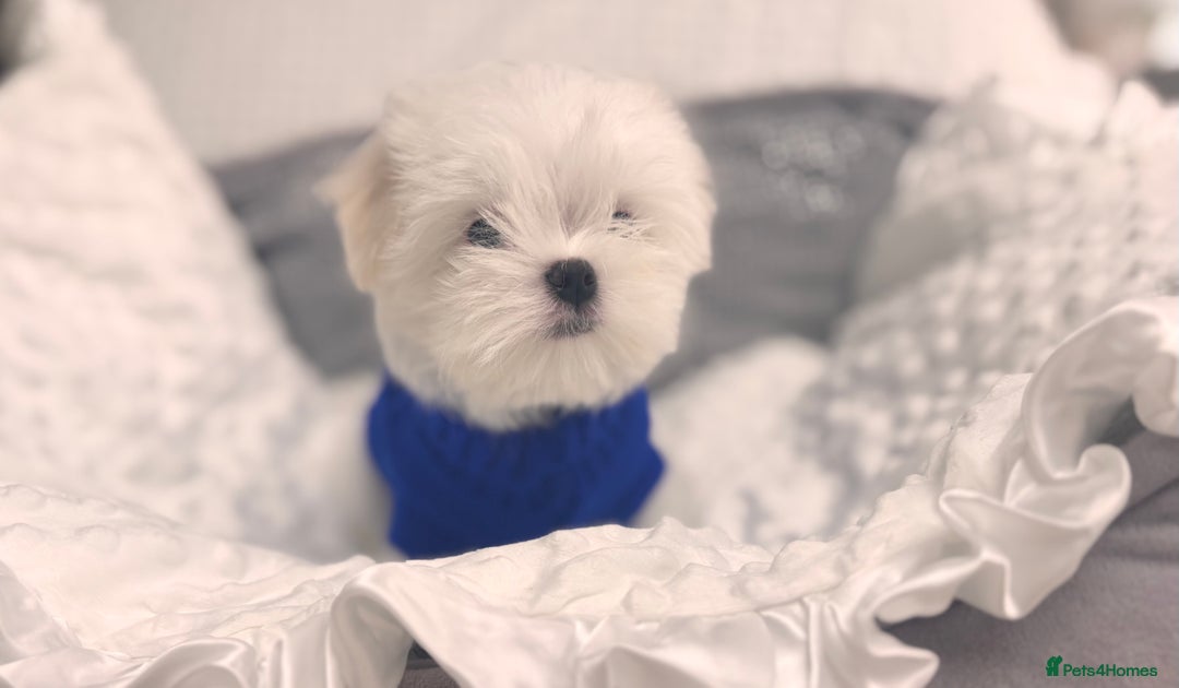 Maltese dogs for sale: 🌟Just One Left 🌟Bambelina Maltese🌟 - Image 35