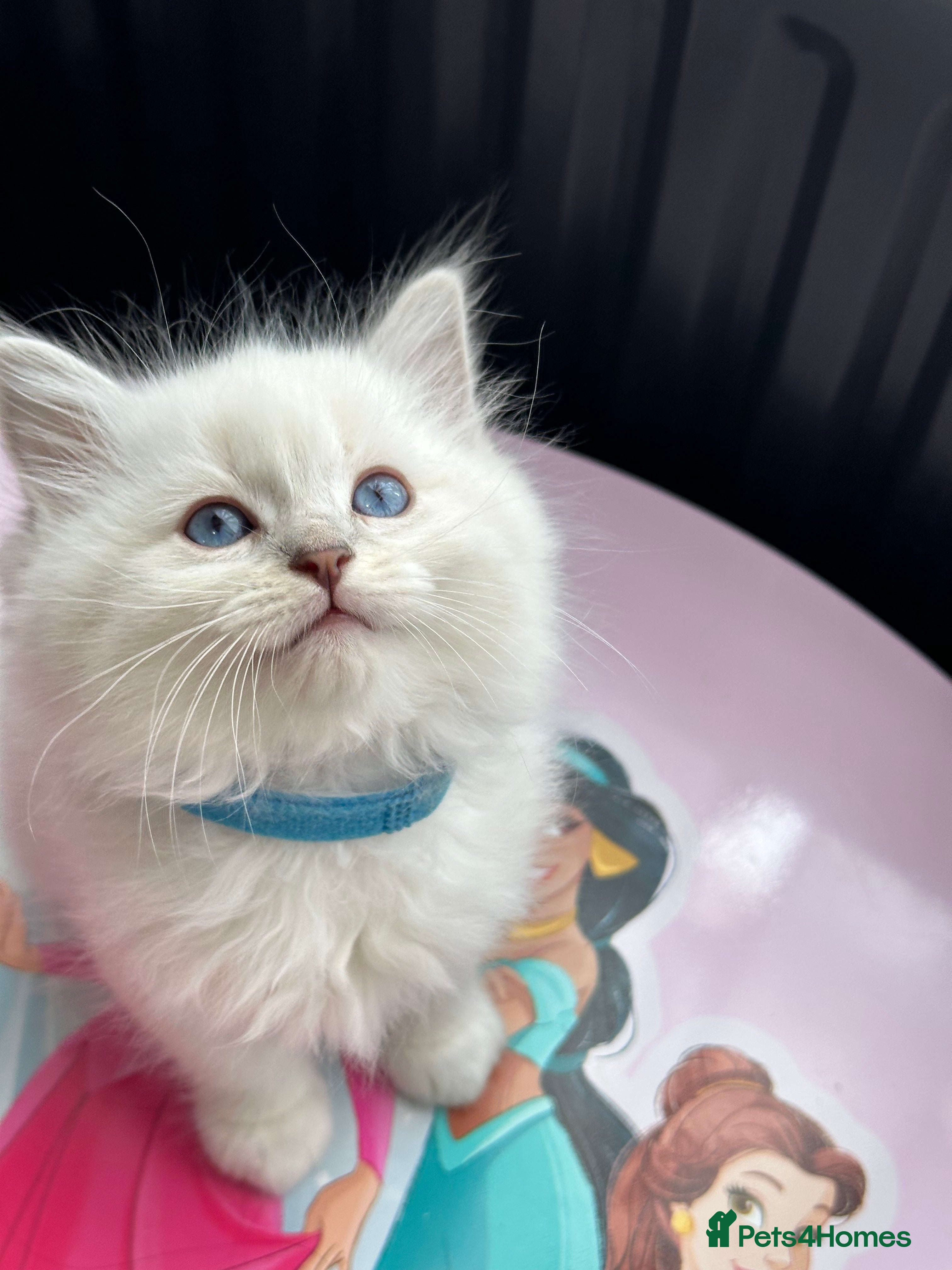 Ragdoll cats Ragdool x kittens - Advert 2