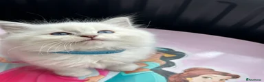 Ragdoll 4