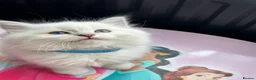 Ragdoll cats for sale: Ragdool x kittens in Scunthorpe - Advert 2