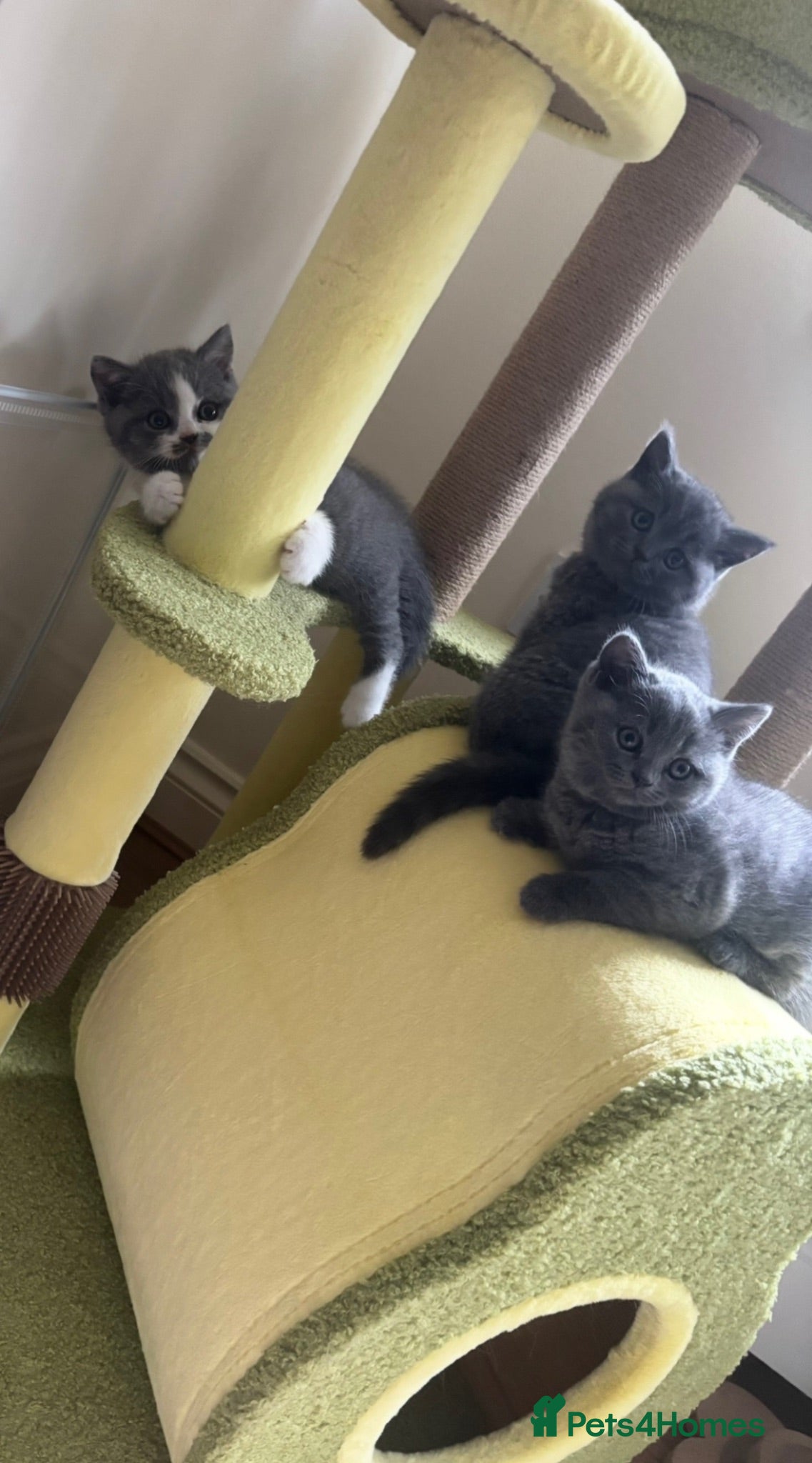 British Shorthair cats GCCF Reg BSH Blue And Bicolour Kittens - Advert 4