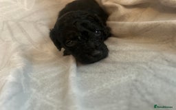 Miniature Poodle dogs for sale: Kc Miniature poodle - Image 4