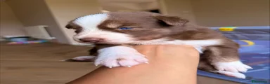 Rex