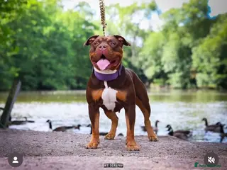 Mixed Breed dogs 🐶✨ Stunning American Bully Cross Puppies ✨🐶 in Bromley - Advert 1