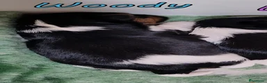 3. 🐶 Woody Amazing Biewer– Boy – Biewer Yorkshire Terrier – Black, white and tan (more tan)