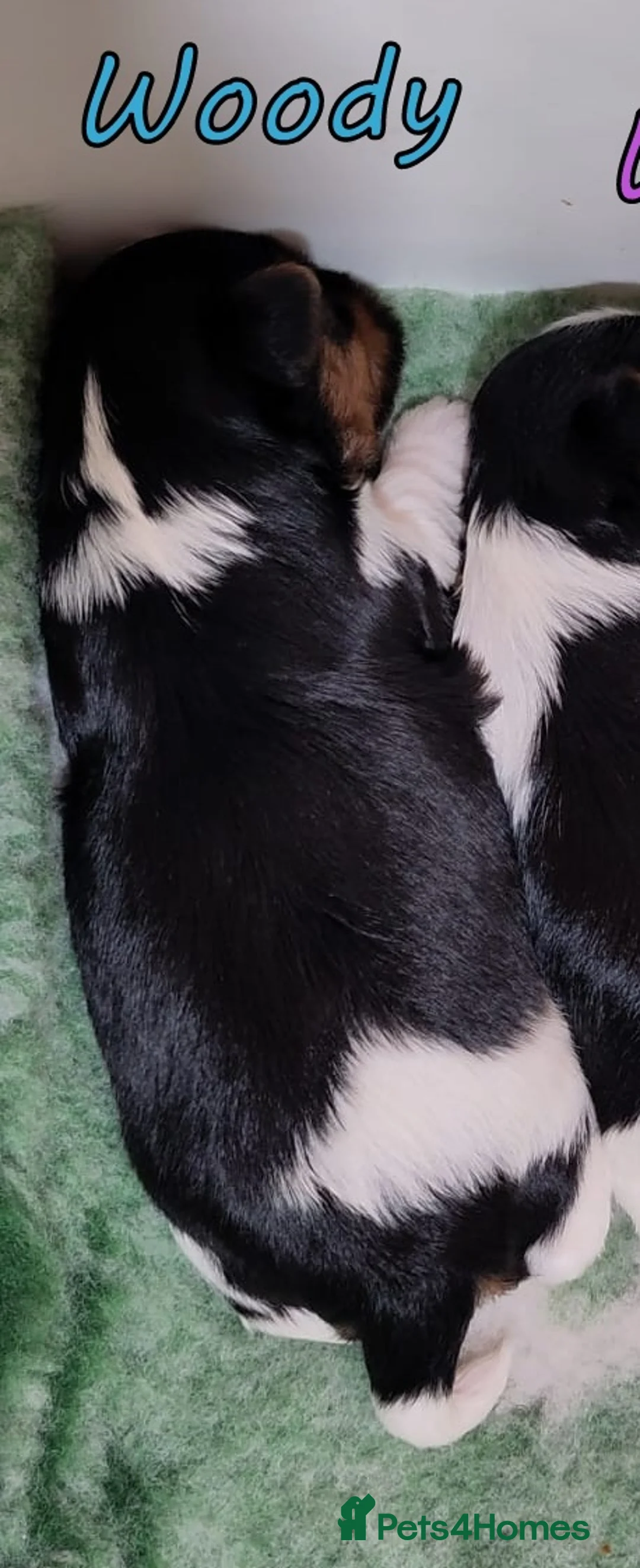 Biewer Terrier dogs for sale: ✨Stunning Biewer Yorkshire Terriers Ready Dec 26 ✨ - Advert 2