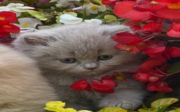 British Longhair cats for sale: British longhair and shorthair kittens for sale - Image 4
