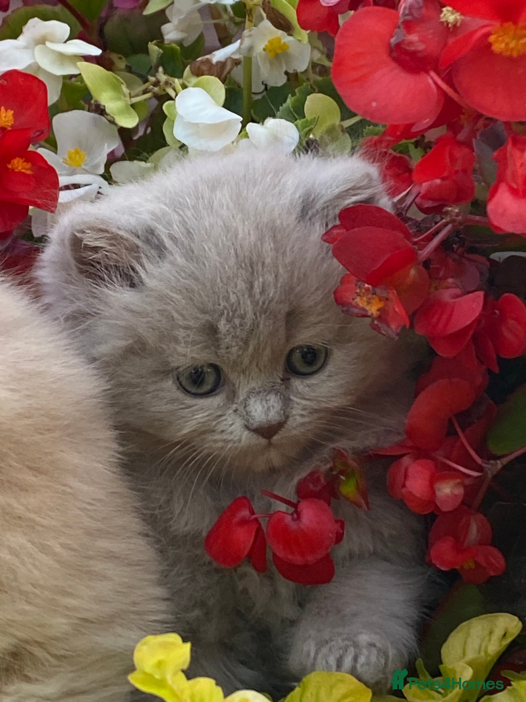 British Longhair cats for sale: British longhair and shorthair kittens for sale - Image 4