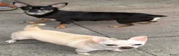 Chihuahua dogs for sale: Beautiful chihuahua  - Advert 3