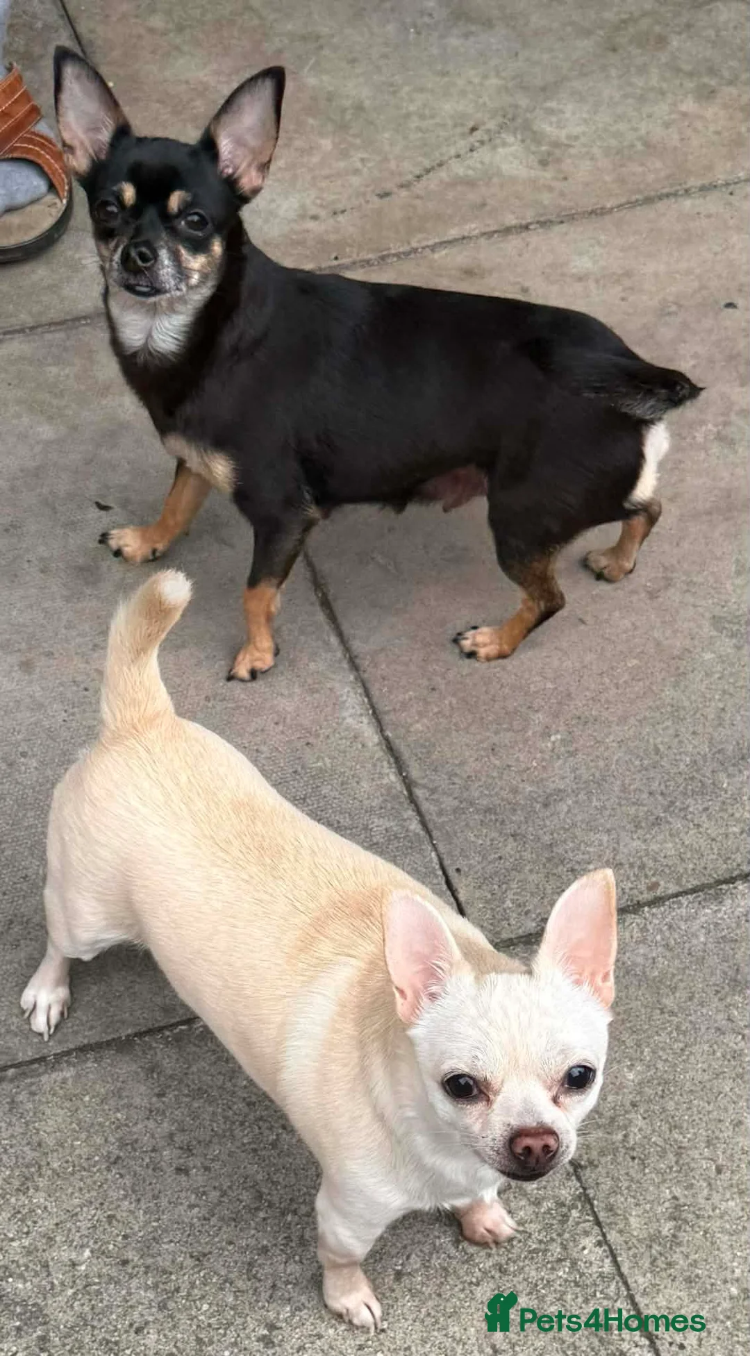 Chihuahua dogs for sale: Beautiful chihuahua  - Advert 3
