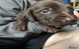 Mixed Breed dogs for sale: Weimardoodle - Image 3