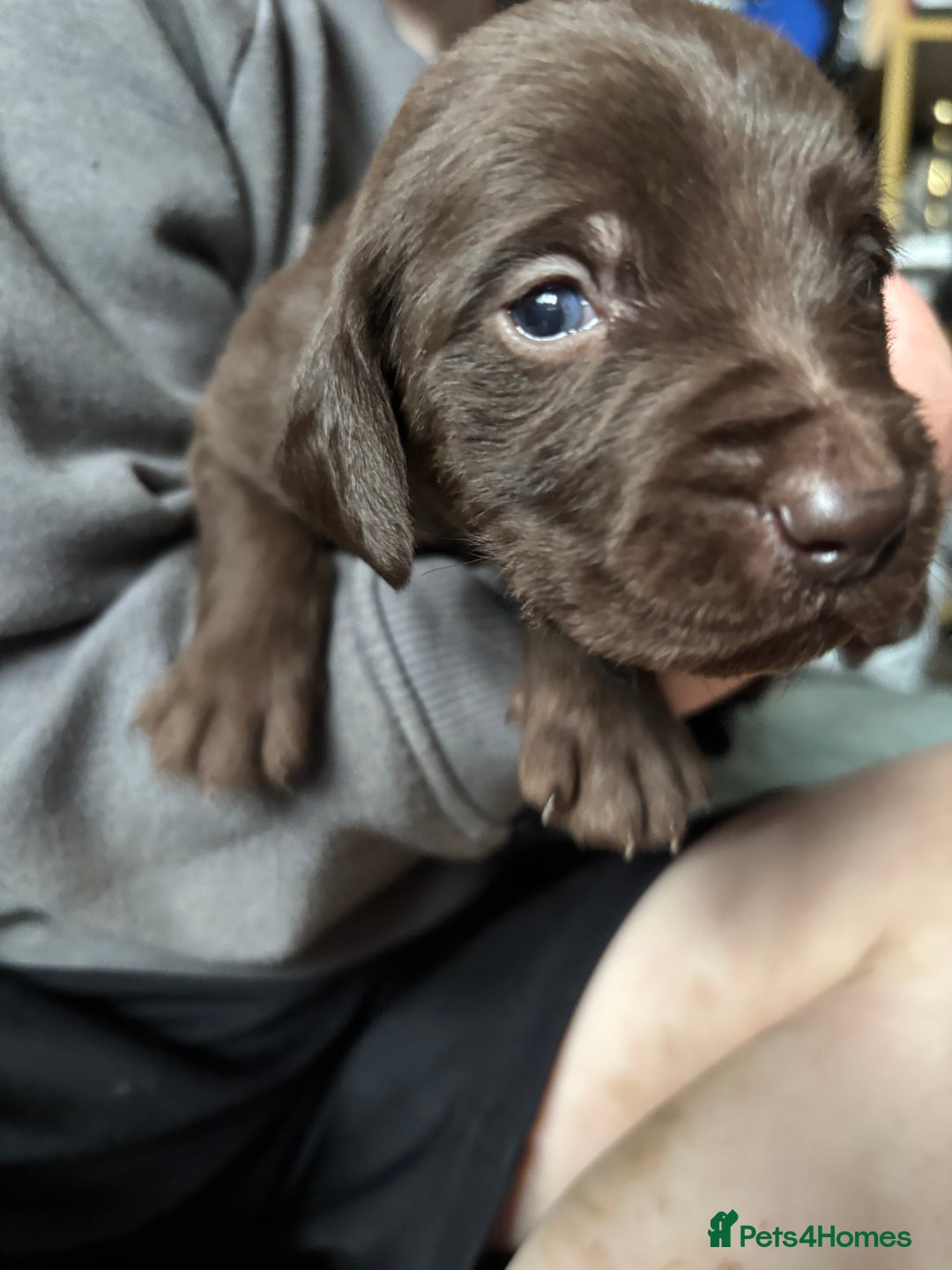 Mixed Breed dogs for sale: Weimardoodle - Image 3