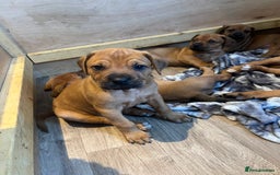 Mixed Breed dogs for sale: Puppies looking for forever homes 🏡 - Image 21