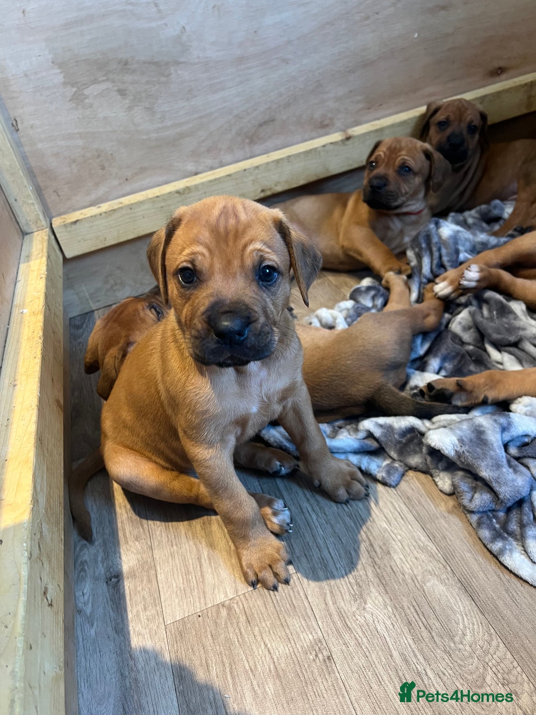 Mixed Breed dogs for sale: Puppies looking for forever homes 🏡 - Image 21