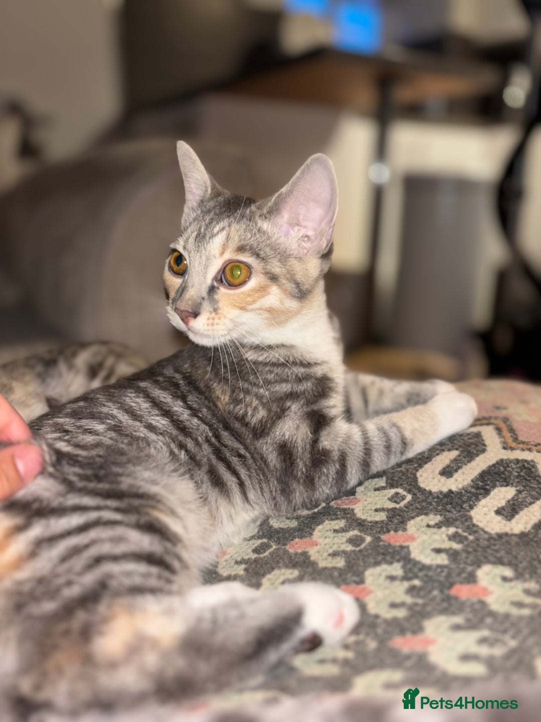 Scottish Fold cats for sale: Scottish Straight Kitten  - Advert 1