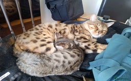 Bengal cats for sale: Bengal Stud & Tortie Queen for sale - Image 3