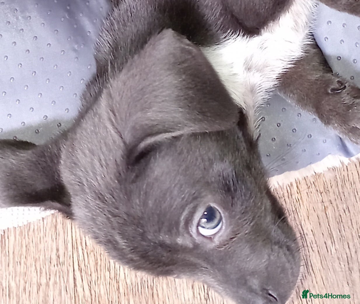 Chiweenie dogs Beautiful Chiweenies - Advert 1