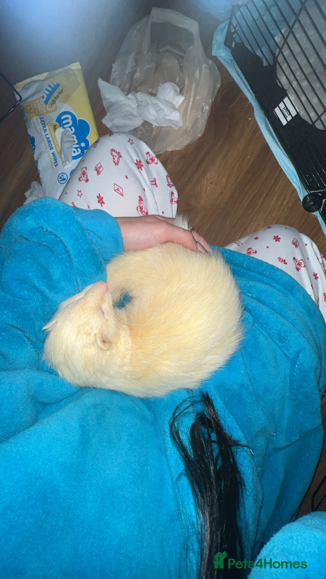 Ferret rodents for sale: Raffaelo  - Advert 1