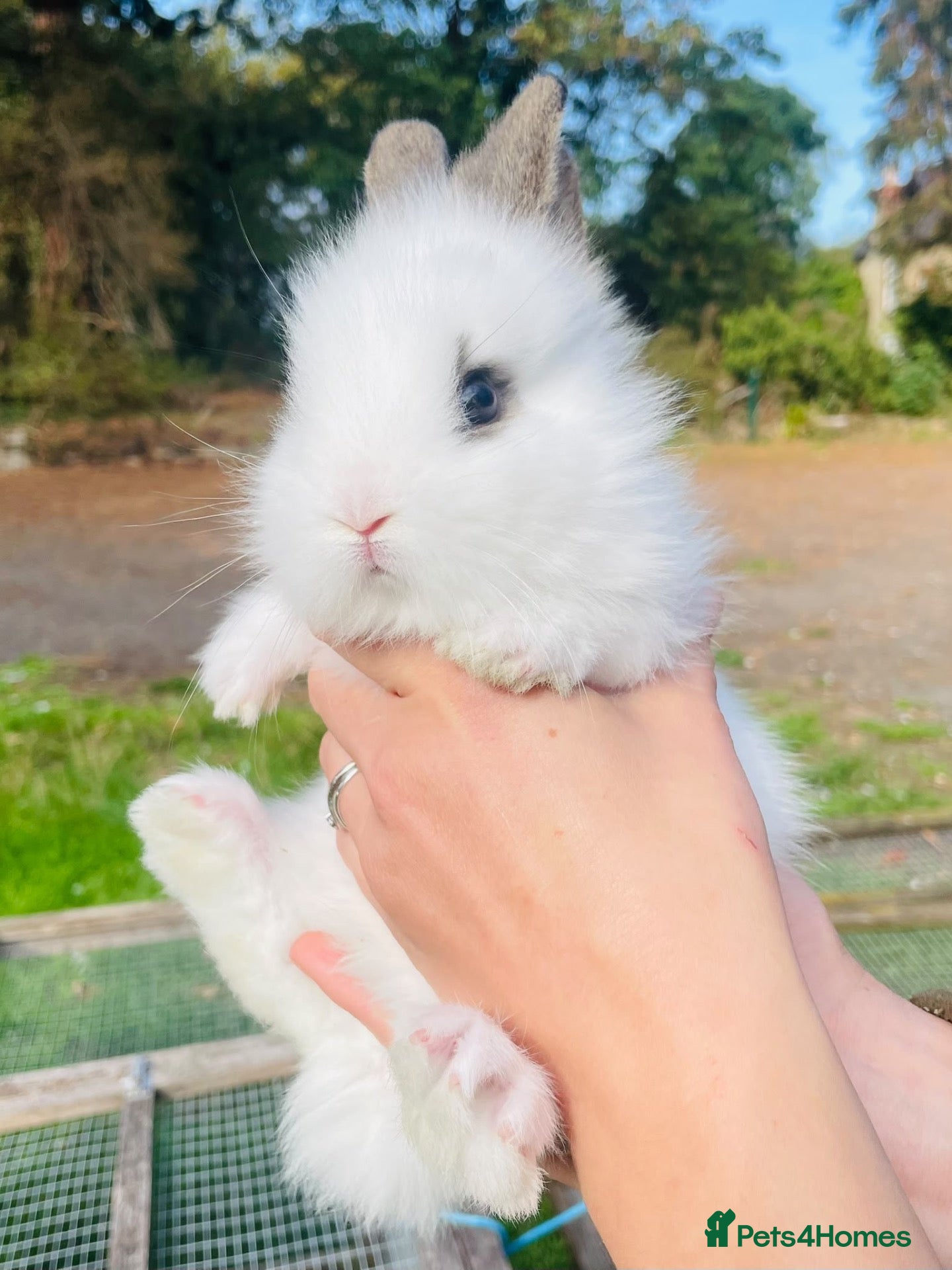 Lionhead rabbits Stunning double maned lionhead rabbits - Advert 1