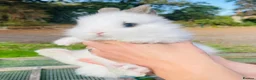 Lionhead rabbits for sale: Stunning double maned lionhead rabbits - Advert 1