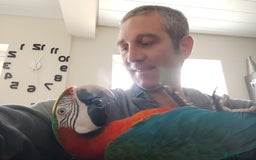 Macaws birds for sale: Harlequin macaw female 5y old Very tame free flyer - Advert 1