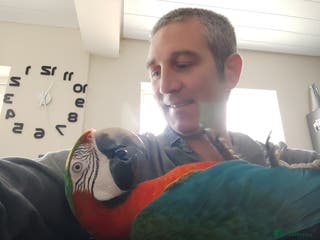 Macaws birds Harlequin macaw female 5y old Very tame free flyer - Advert 1