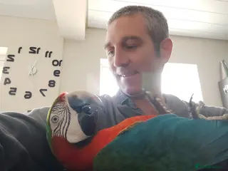 Macaws birds Harlequin macaw female 5y old Very tame free flyer - Advert 2