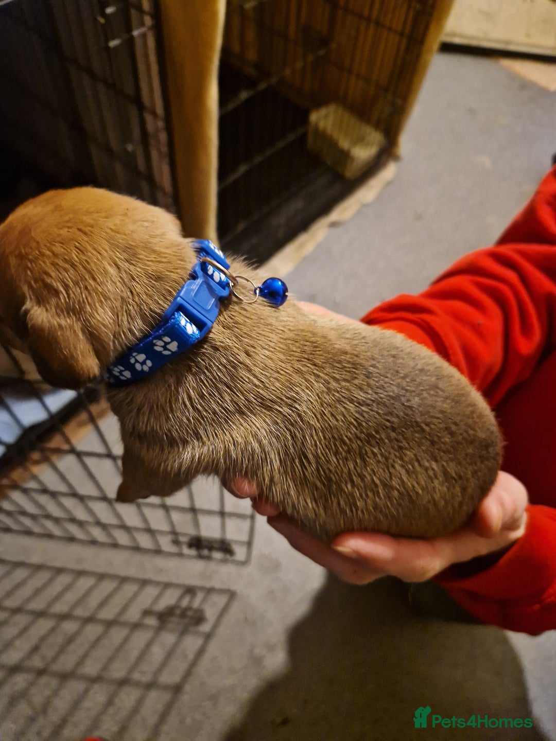 Mixed Breed dogs for sale: Staffy X Miniature Dachsund Puppies - Advert 3