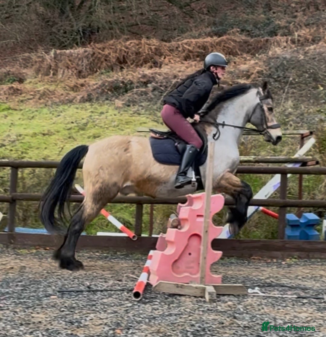 Welsh Section D horses for sale: Goldie - Dun Section D  - Advert 6