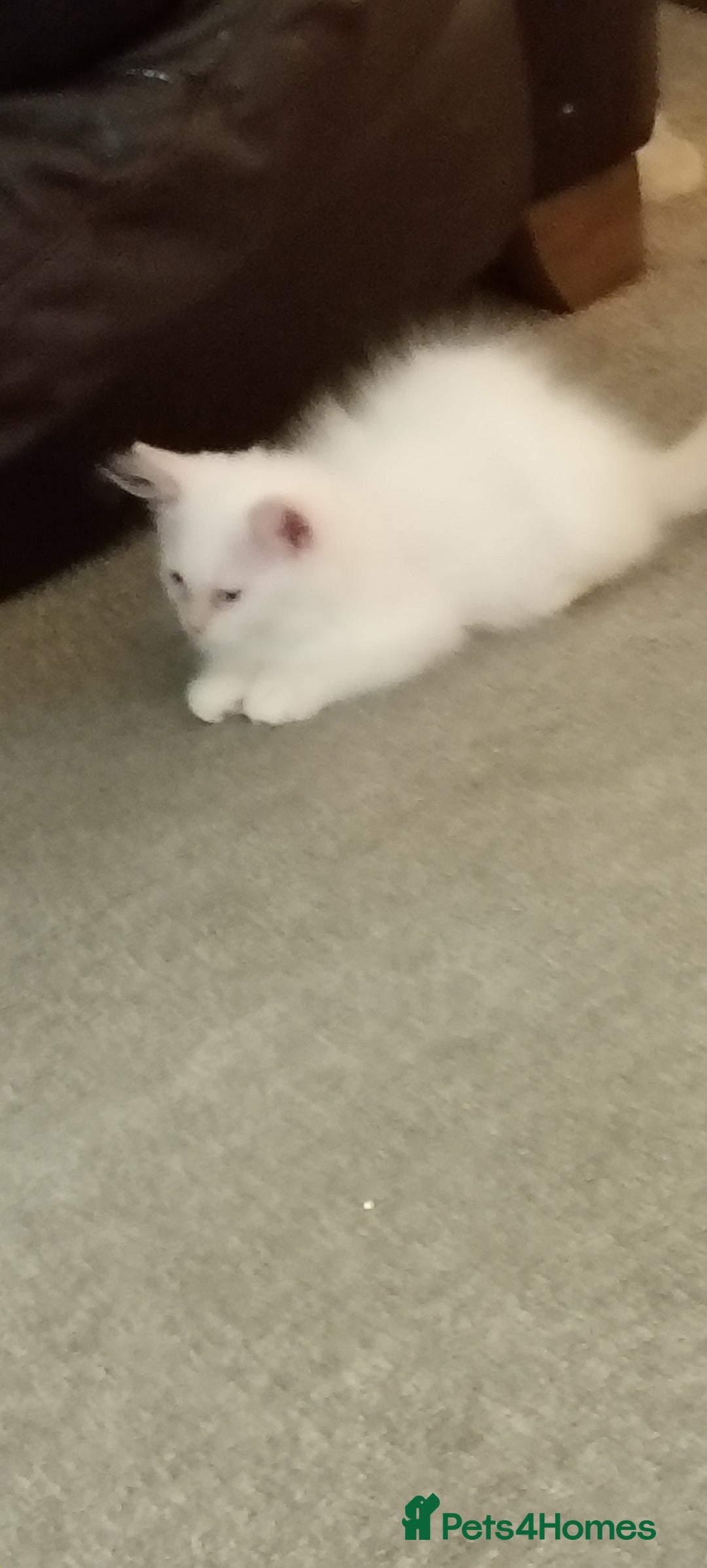 Ragdoll cats for sale: Beautiful Cream point Ragdoll 6months  - Advert 2