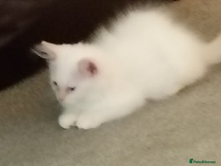 Ragdoll cats Beautiful Cream point Ragdoll 6months - Advert 1