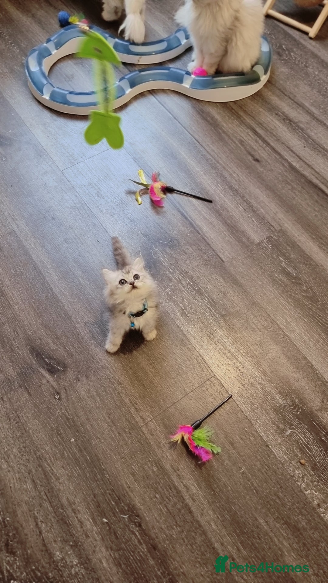 Persian cats for sale: Persian chinchilla  - Image 6
