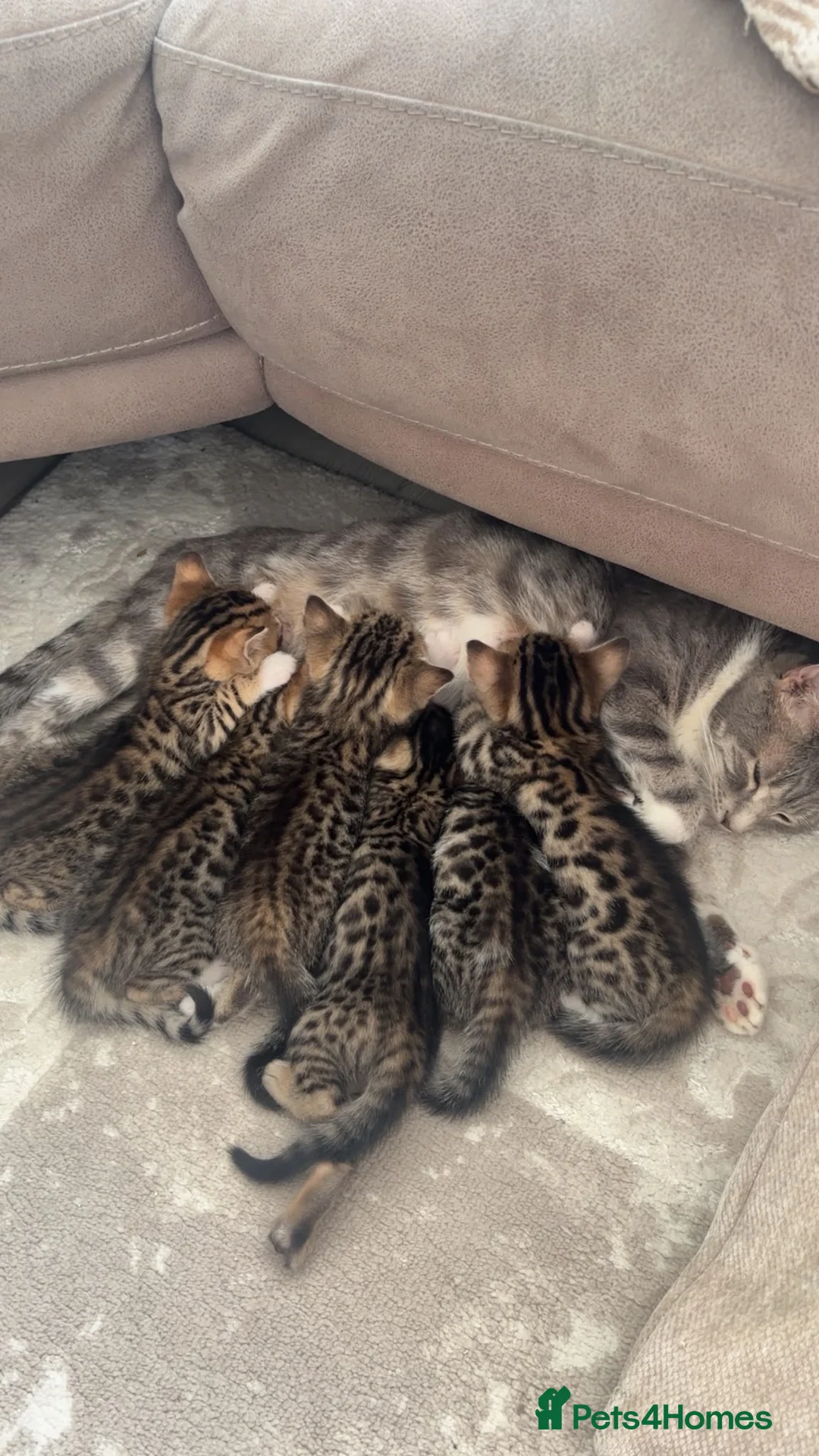 Bengal cats for sale: Bengal kittens - Advert 25