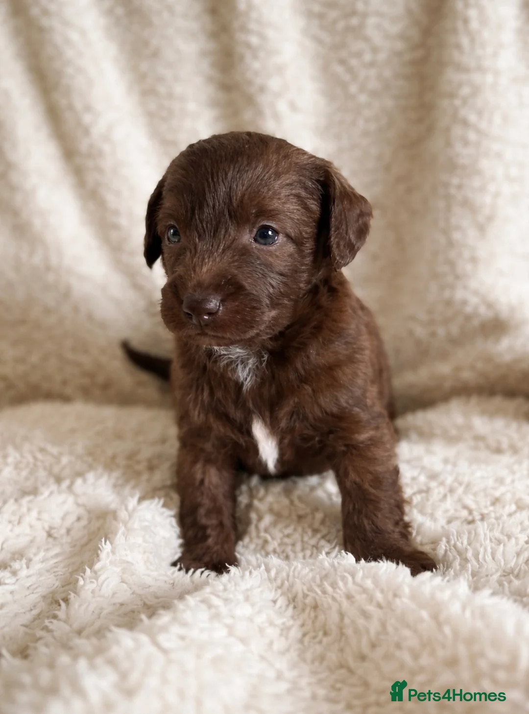 Mixed Breed dogs for sale: Pooitalian puppies  - Advert 2