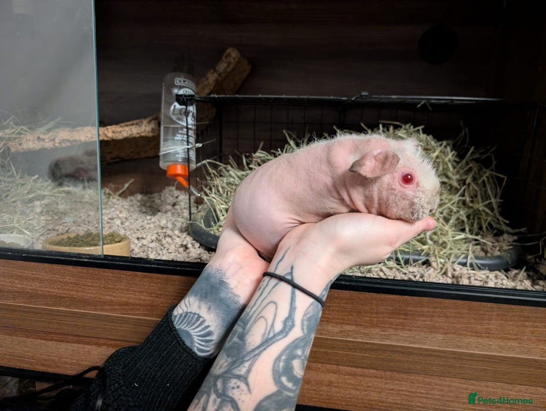 Guinea Pig rodents for sale: Female skinny pigs  - Advert 2